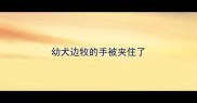 幼犬边牧的手被夹住了