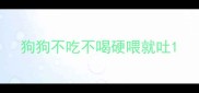 狗狗不吃不喝硬喂就吐