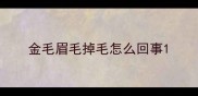 金毛眉毛掉毛怎么回事