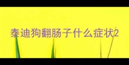 泰迪狗翻肠子什么症状