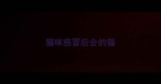 猫咪感冒后会的猫