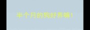 半个月的狗好养嘛
