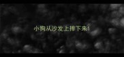 小狗从沙发上摔下来