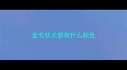 金毛幼犬都有什么颜色