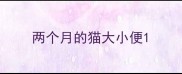 两个月的猫大小便