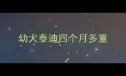 幼犬泰迪四个月多重