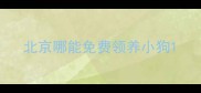北京哪能免费领养小狗