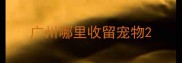 广州哪里收留宠物