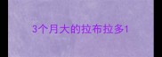 3个月大的拉布拉多
