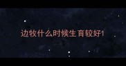 边牧什么时候生育较好