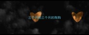 三个月的三个月的狗狗