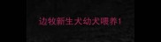 边牧新生犬幼犬喂养