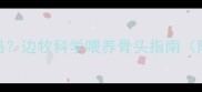 边牧可以吃骨头吗边牧科学喂养骨头指南附骨骼健康秘籍