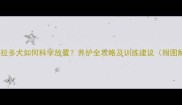拉布拉多犬如何科学放置养护全攻略及训练建议附图解