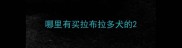 哪里有买拉布拉多犬的