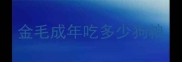 金毛成年吃多少狗粮
