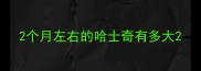 2个月左右的哈士奇有多大