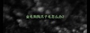 金毛狗狗爪子毛怎么办