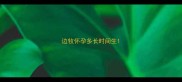 边牧怀孕多长时间生