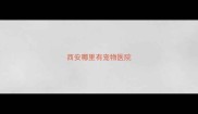 西安哪里有宠物医院