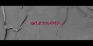 猫咪很大的呼噜声