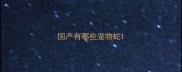 国产有哪些宠物蛇