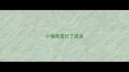小猫感冒打了疫苗