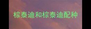 棕泰迪和棕泰迪配种