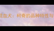 哈士奇柯基混血犬柯奇的品种特性与饲养全攻略