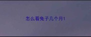 怎么看兔子几个月