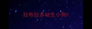 拉布拉多幼生小狗