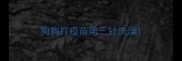 狗狗打疫苗第三针洗澡