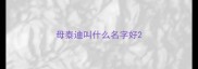 母泰迪叫什么名字好