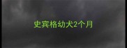 史宾格幼犬2个月
