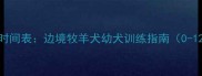 边牧憋尿时间表边境牧羊犬幼犬训练指南0-12月龄全