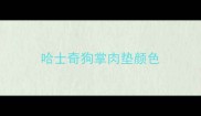 哈士奇狗掌肉垫颜色