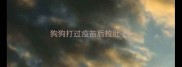 狗狗打过疫苗后拉肚子