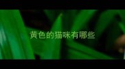 黄色的猫咪有哪些