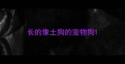长的像土狗的宠物狗