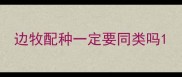 边牧配种一定要同类吗