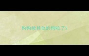 狗狗被其他的狗咬了