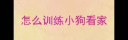 怎么训练小狗看家