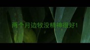 两个月边牧没精神很好
