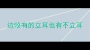 边牧有的立耳也有不立耳