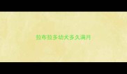拉布拉多幼犬多久满月