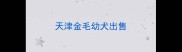 天津金毛幼犬出售
