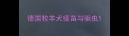 德国牧羊犬疫苗与驱虫
