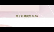两个月藏獒怎么养
