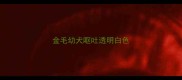 金毛幼犬呕吐透明白色
