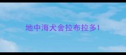 地中海犬舍拉布拉多